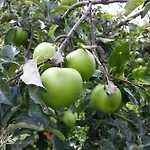 La Mela Antica 3*