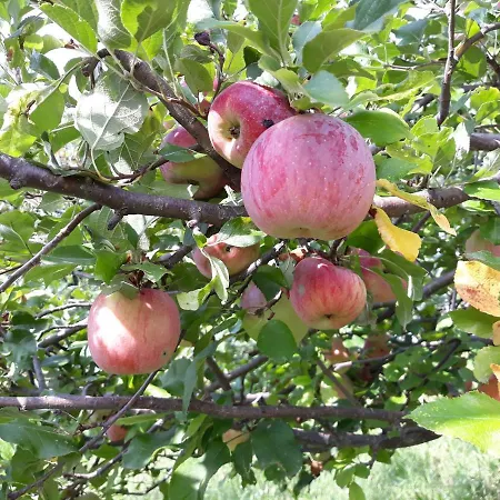 La Mela Antica 3* Cherasco