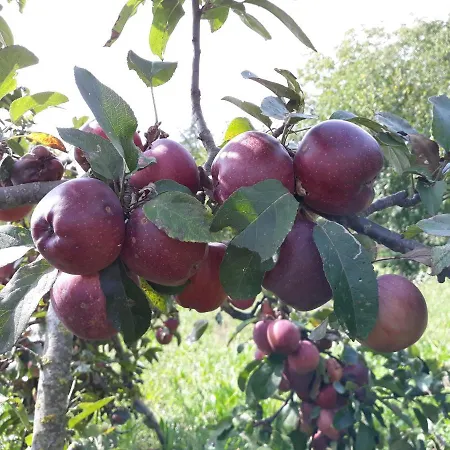 Panzió La Mela Antica Cherasco