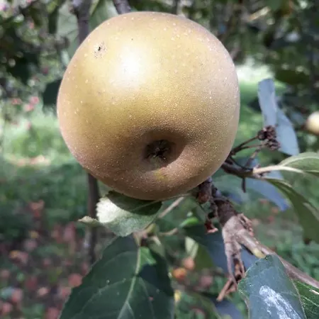 La Mela Antica Panzió Cherasco