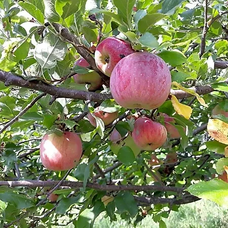 La Mela Antica